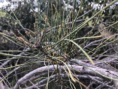 Allocasuarina mackliniana