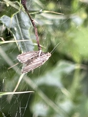 Elophila nymphaeata