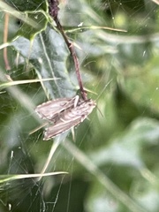 Elophila nymphaeata