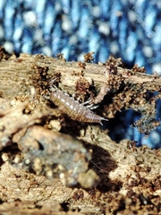 Trichoniscus pusillus