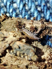 Trichoniscus pusillus