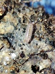 Trichoniscus pusillus