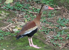 Dendrocygna autumnalis