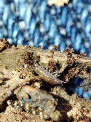 Trichoniscus pusillus