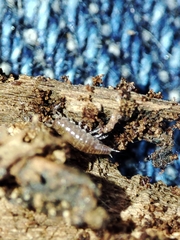 Trichoniscus pusillus