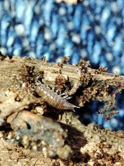 Trichoniscus pusillus