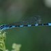 Southern Damselfly - Photo (c) Giacomo Gola, some rights reserved (CC BY-NC)