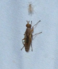 Elgiva solicita