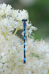 Coenagrion mercuriale