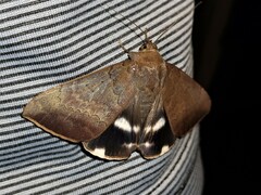 Achaea eusciasta