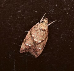 Lophopepla igniferella