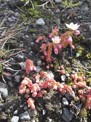 Sedum villosum