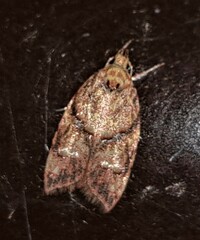 Lophopepla igniferella