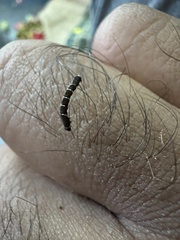 Lepidoptera
