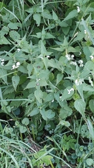 Lamium album