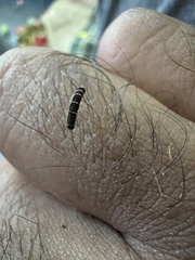 Lepidoptera