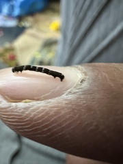 Lepidoptera