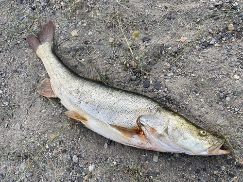 Altai osman (Oreoleuciscus potanini) — Cyprinidae — 4
