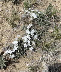 Phlox condensata