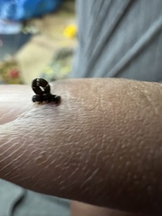 Lepidoptera
