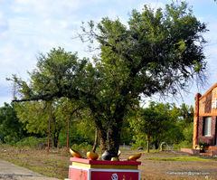 Bauhinia racemosa