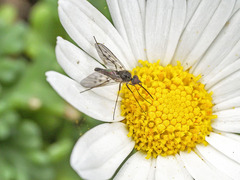 Phthiria antiqua
