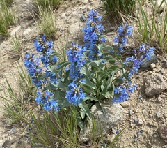 Penstemon nitidus
