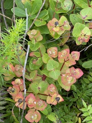 Euphorbia hylonoma