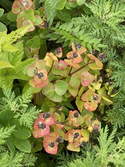Euphorbia hylonoma