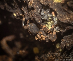 Methidrysis afflicta