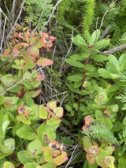 Euphorbia hylonoma