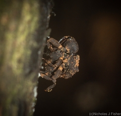 Methidrysis afflicta