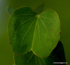 Bauhinia racemosa