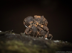 Methidrysis afflicta