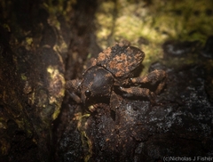 Methidrysis afflicta