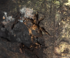 Methidrysis afflicta