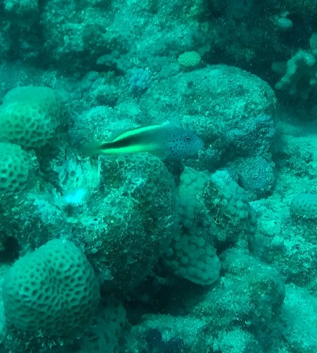 Freckled Hawkfish — seen at this dive site