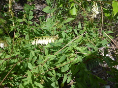 Hedysarum sulphurescens