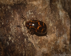 Episcaphula tamburinea