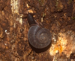 Ramogenia challengeri