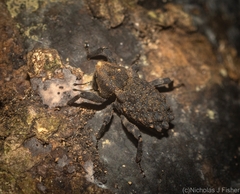 Poropterus variabilis