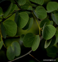 Bauhinia racemosa