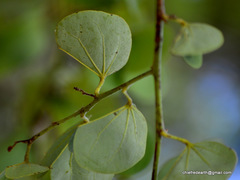 Bauhinia racemosa