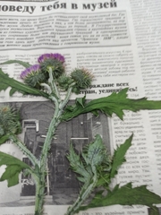 Carduus crispus
