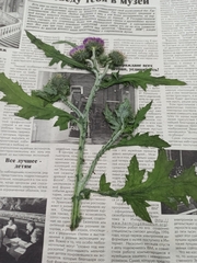 Carduus crispus