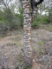 Commiphora viminea