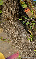 Bauhinia racemosa