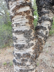 Commiphora viminea