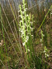 Spiranthes aestivalis