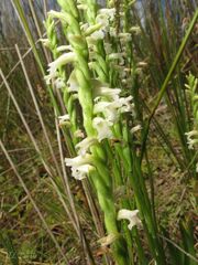 Spiranthes aestivalis